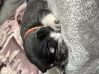 Щенки французского бульдога