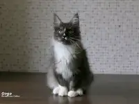 Котёнок Мейн-кун мальчик, фотография 3