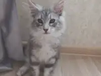 Мейн кун, фотография 3