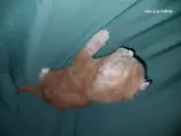 Мейн-кун мальчик красный тигровый табби на серебре, фотография 10