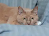 Сладкий нос Юнис, фотография 6