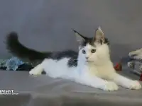 Мейн-кун котёнок  мальчик, фотография 5
