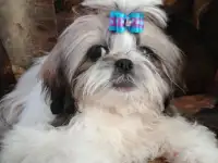 Ши-тцу,щенки., фотография 6