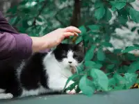 Кот бандит, фотография 2