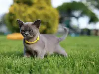 Котенок Европейской Бурмы голубого окраса, фотография 3