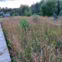 Земельный участок на берегу озера, Витебская обл., Поставский рн., деревня Соловьи, озеро Большие Споры, фотография 2