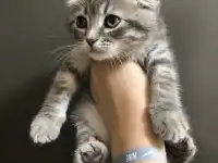 Шотландские вислоухие котята, фотография 9