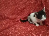 Красивые котята в дар, фотография 9
