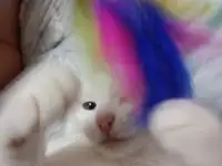Котенок срочно ищет дом, фотография 4