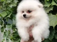 Померанский шпиц, породный щенок- девочка!, фотография 3