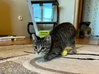 Ваш котейка, фотография 8