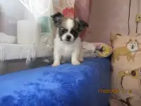 чихуахуа длинношерстный мальчик, фотография 3