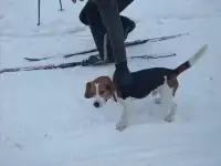 ПРОПАЛА СОБАКА
