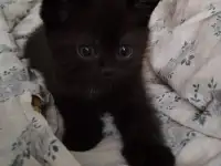 Скоттиш-страйт, шотландцы, фотография 9