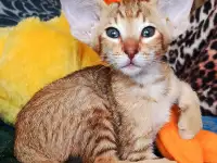 Ориентальные котята. Ушастое счастье, фотография 3
