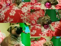 5 Щенят в поисках дома!, фотография 2