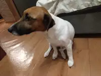 В добрые руки .
