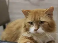Благородный котик Леонард в добрые ручки в дар!, фотография 10