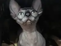 Котенок бамбино канадский сфинкс, фотография 3
