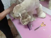 ✂️, фотография 11