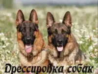Дрессировка собак любых пород с выездом