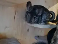 Шиншиллы