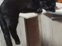 Шотландские котята, фотография 2