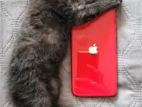 Бобтейл трехцветка в заботливые и нежные руки., фотография 5