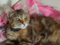 Кошечка ищет дом, фотография 2