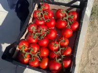 Продаю помидоры на экспорт из Туркменистана., фотография 4