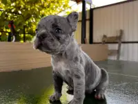 Французский бульдог, фотография 4