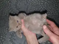 Продажа котят, фотография 7
