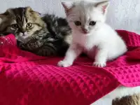 Шотландские котята с голубыми глазами, фотография 11