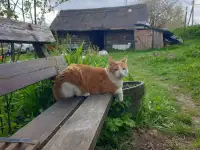 ПРОПАЛ КОТ. Может кто-нибудь видел