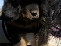 Щенки Тибетского Мастифа, фотография 2