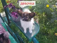 Щенки Папийон, фотография 2
