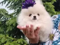 Померанский шпиц, щенки. Мини мишки
