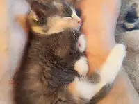 Котята, фотография 3