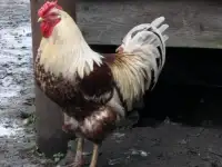 Куры несушки доставка, фотография 2