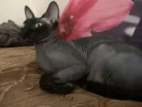 Отдам кота в хорошие руки