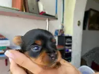 Мальчик миник