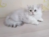 Британский котёнок, фотография 2