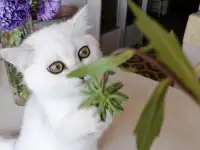 Британские котята, фотография 2