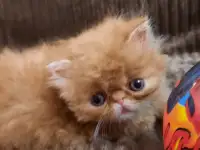 Продаётся персидский котёнок, мальчик