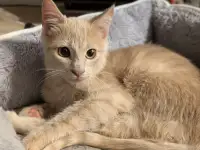Котенок мальчик 5-6 месяцев даром