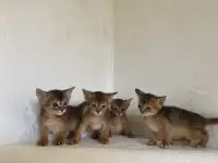 Абиссинские котята, фотография 3