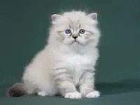 Сибирский котенок, невский маскарадный котенок