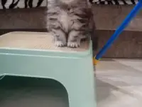 Шотландские котята, фотография 3