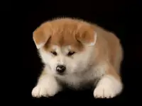 Высокопородные щенки акита ину, фотография 8