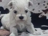 Мальтийской болонки щенки, фотография 2